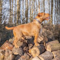 Lakeland Terrier