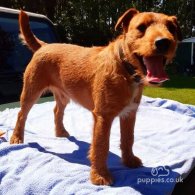 Lakeland Terrier