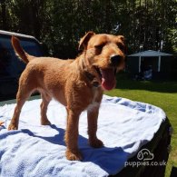 Lakeland Terrier