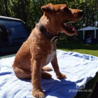 Lakeland Terrier