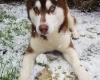 Siberian Husky