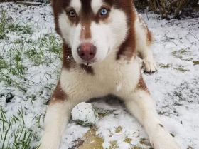 Siberian Husky