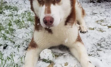 Siberian Husky
