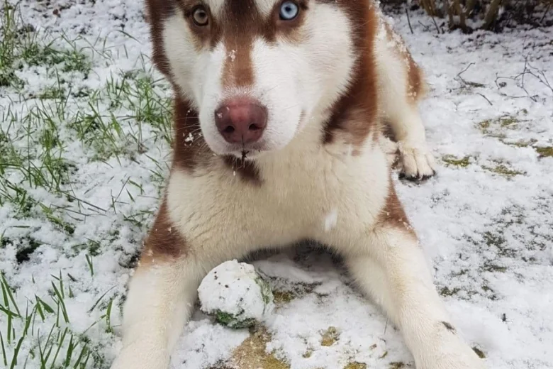 Siberian Husky