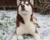 Siberian Husky