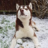 Siberian Husky