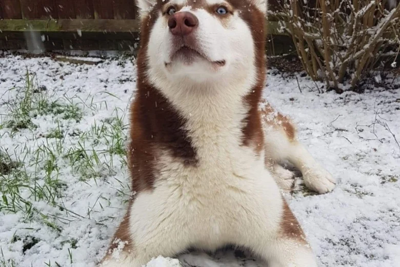 Siberian Husky