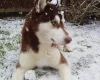 Siberian Husky