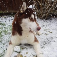 Siberian Husky