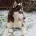 Siberian Husky