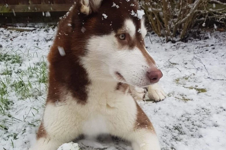 Siberian Husky
