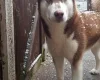 Siberian Husky