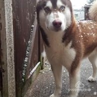 Siberian Husky