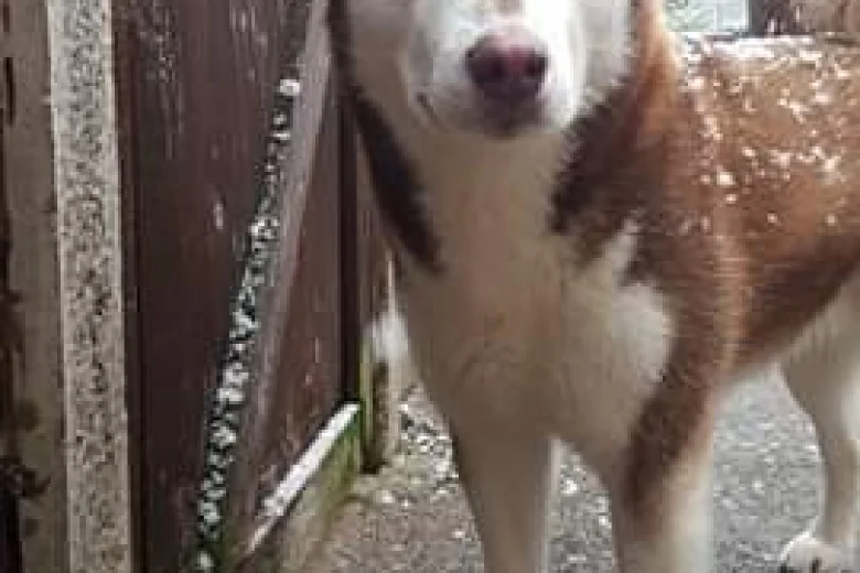 Siberian Husky