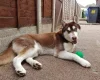 Siberian Husky
