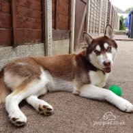 Siberian Husky