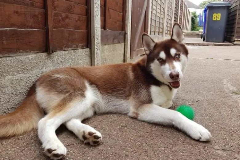 Siberian Husky