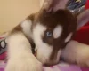 Siberian Husky