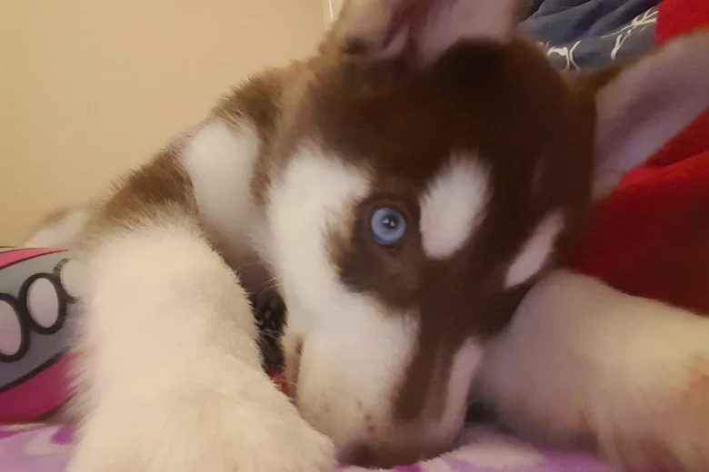Siberian Husky