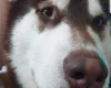 Siberian Husky