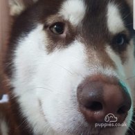 Siberian Husky