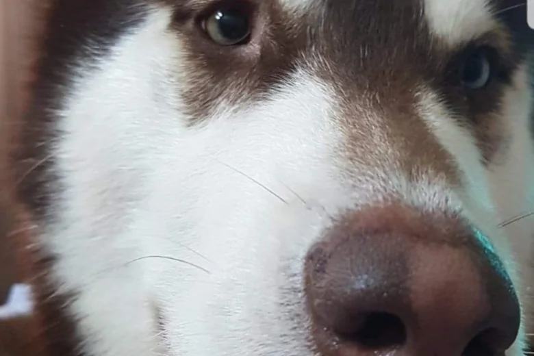Siberian Husky