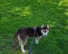 Siberian Husky