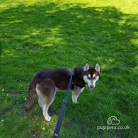 Siberian Husky