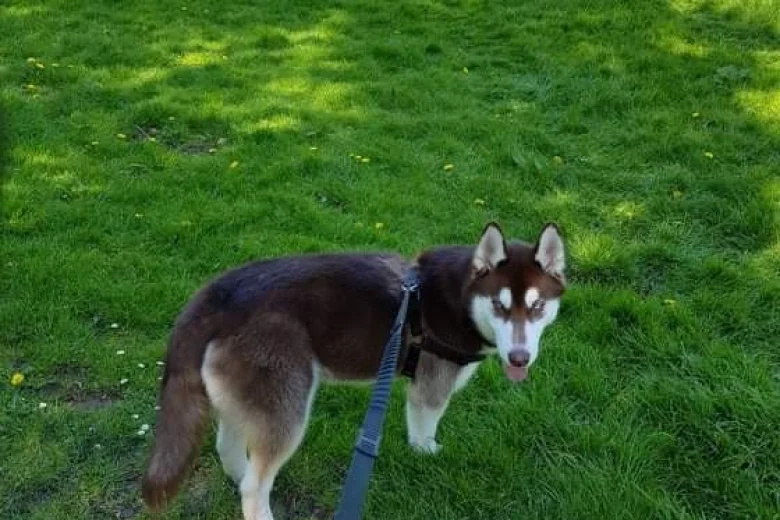 Siberian Husky