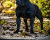 Staffordshire Bull Terrier