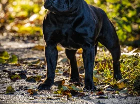 Staffordshire Bull Terrier