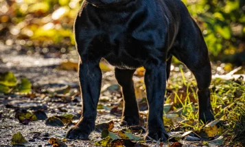 Staffordshire Bull Terrier