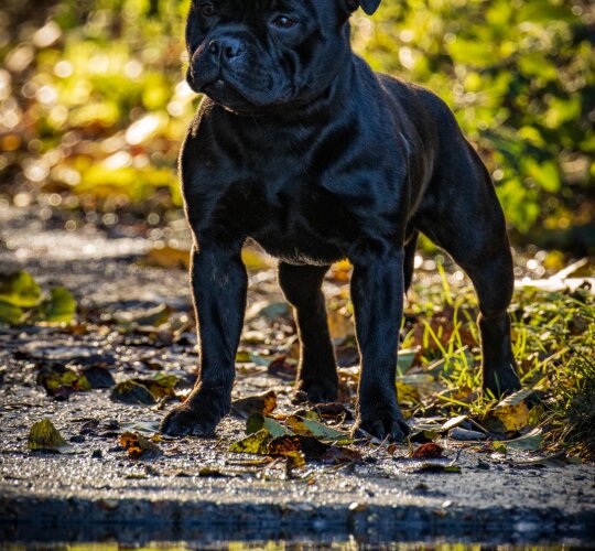 Staffordshire Bull Terrier