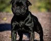 Staffordshire Bull Terrier