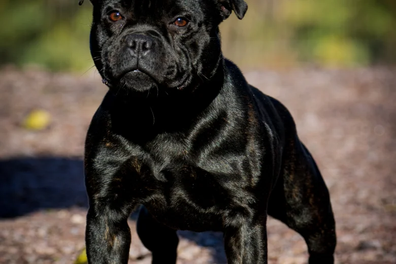 Staffordshire Bull Terrier