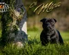 Staffordshire Bull Terrier