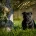 Staffordshire Bull Terrier