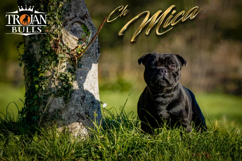 Staffordshire Bull Terrier