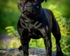Staffordshire Bull Terrier