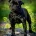 Staffordshire Bull Terrier