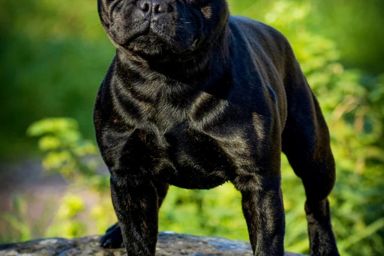 Staffordshire Bull Terrier