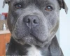Staffordshire Bull Terrier