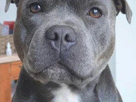 Staffordshire Bull Terrier