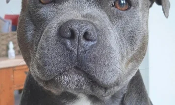 Staffordshire Bull Terrier