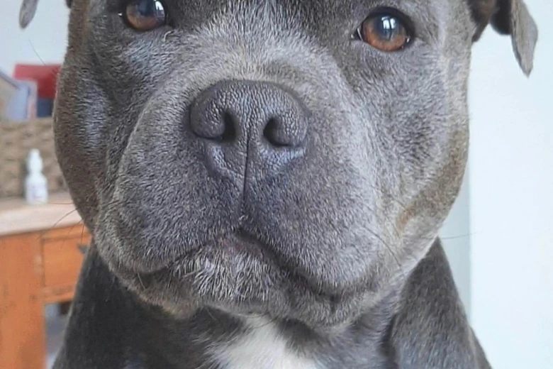 Staffordshire Bull Terrier