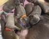 Staffordshire Bull Terrier