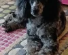 Miniature Poodle