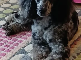 Miniature Poodle
