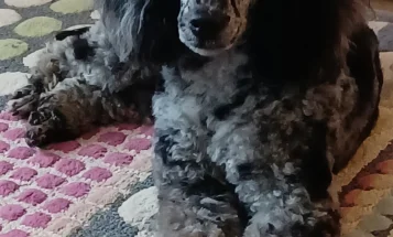 Miniature Poodle
