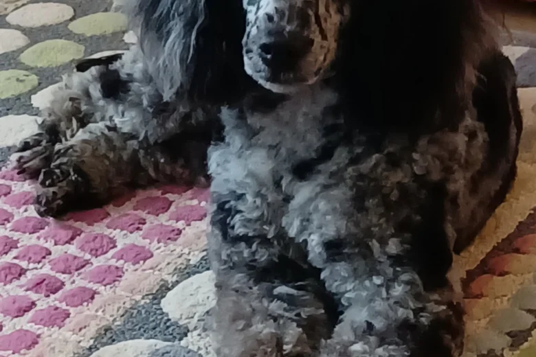 Miniature Poodle